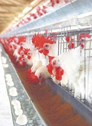 É importante que as galinhas poedeiras sejam criadas em boas condições de instalações e com alimentação necessária ao seu bem-estar. É importante que as galinhas poedeiras sejam criadas em boas condições de instalações e com alimentação necessária ao seu bem-estar.